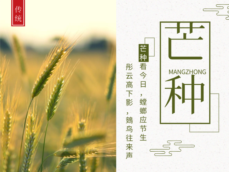 今日芒種，忙有所獲，不負耕耘！